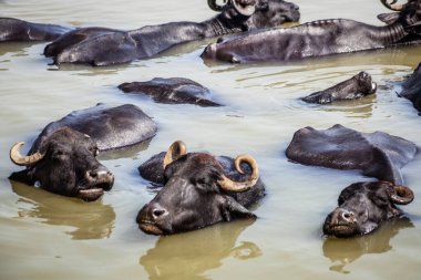 Ganga nehrinde banyo yapan kutsal inekler, Varanasi, Hindistan