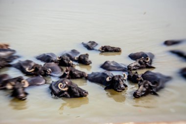 Ganga nehrinde banyo yapan kutsal inekler, Varanasi, Hindistan