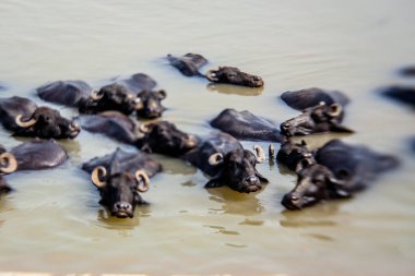 Ganga nehrinde banyo yapan kutsal inekler, Varanasi, Hindistan