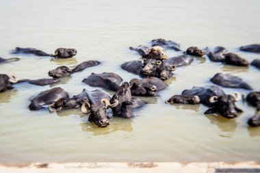 Ganga nehrinde banyo yapan kutsal inekler, Varanasi, Hindistan