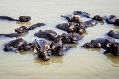 Ganga nehrinde banyo yapan kutsal inekler, Varanasi, Hindistan