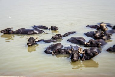 Ganga nehrinde banyo yapan kutsal inekler, Varanasi, Hindistan