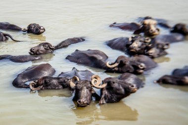 Ganga nehrinde banyo yapan kutsal inekler, Varanasi, Hindistan