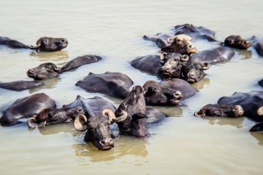 Ganga nehrinde banyo yapan kutsal inekler, Varanasi, Hindistan
