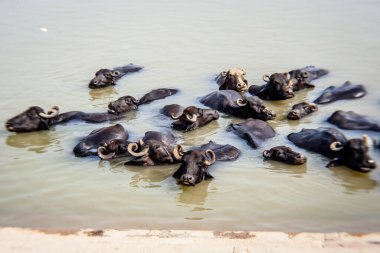 Ganga nehrinde banyo yapan kutsal inekler, Varanasi, Hindistan