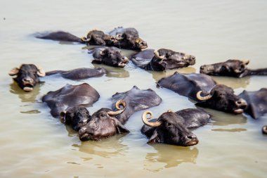Ganga nehrinde banyo yapan kutsal inekler, Varanasi, Hindistan