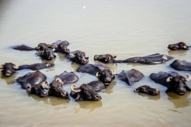 Ganga nehrinde banyo yapan kutsal inekler, Varanasi, Hindistan