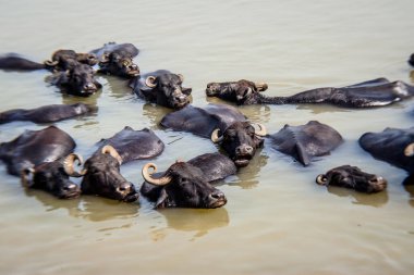 Ganga nehrinde banyo yapan kutsal inekler, Varanasi, Hindistan