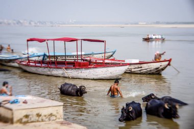 VARANASI, INDIA - 29 Ekim 2013: Hindistan 'ın Varanasi kentindeki Ganga nehrinde tanımlanamayan bir Hindu kutsal bir ineği yıkıyor. Tanımlanamayan Hindular arka planda bir teknede yüzerler..