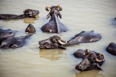 Ganga nehrinde banyo yapan kutsal inekler, Varanasi, Hindistan