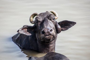 Ganga nehrinde banyo yapan kutsal inekler, Varanasi, Hindistan