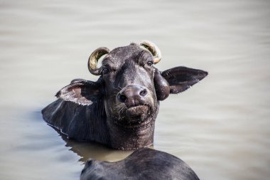 Ganga nehrinde banyo yapan kutsal inekler, Varanasi, Hindistan