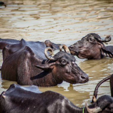 Ganga nehrinde banyo yapan kutsal inekler, Varanasi, Hindistan