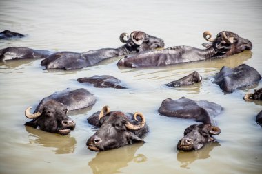 Ganga nehrinde banyo yapan kutsal inekler, Varanasi, Hindistan