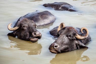 Ganga nehrinde banyo yapan kutsal inekler, Varanasi, Hindistan