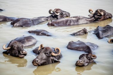 Ganga nehrinde banyo yapan kutsal inekler, Varanasi, Hindistan