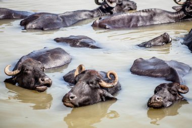 Ganga nehrinde banyo yapan kutsal inekler, Varanasi, Hindistan