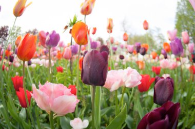 Renkli laleler. Baharda laleler, renkli laleler