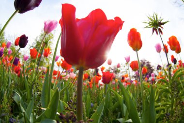 Renkli laleler. Baharda laleler, renkli laleler