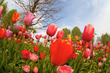 Renkli laleler. Baharda laleler, renkli laleler