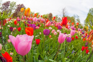 Renkli laleler. Baharda laleler, renkli laleler