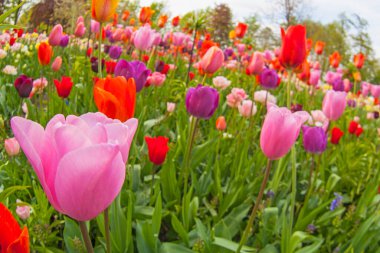 Renkli laleler. Baharda laleler, renkli laleler