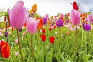 Renkli laleler. Baharda laleler, renkli laleler