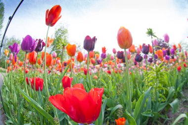 Renkli laleler. Baharda laleler, renkli laleler