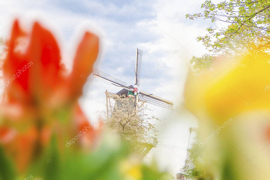 Traditional windmills and tulips in Keukenhof , the Netherlands