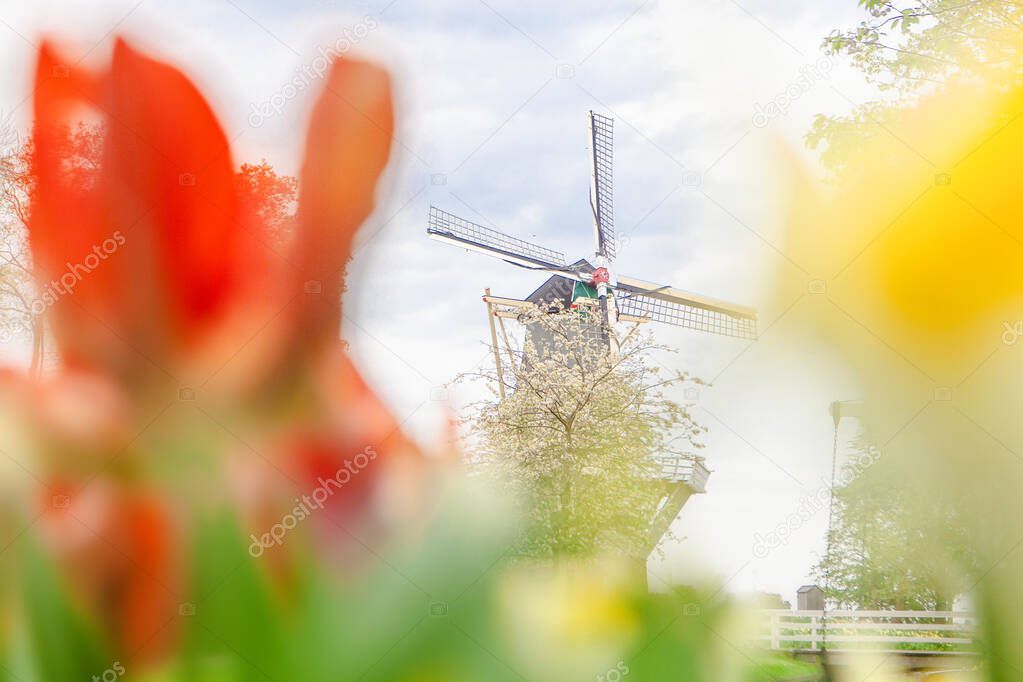 Traditional windmills and tulips in Keukenhof , the Netherlands