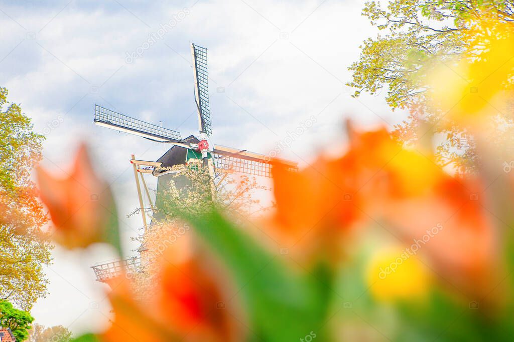 Traditional windmills and tulips in Keukenhof , the Netherlands