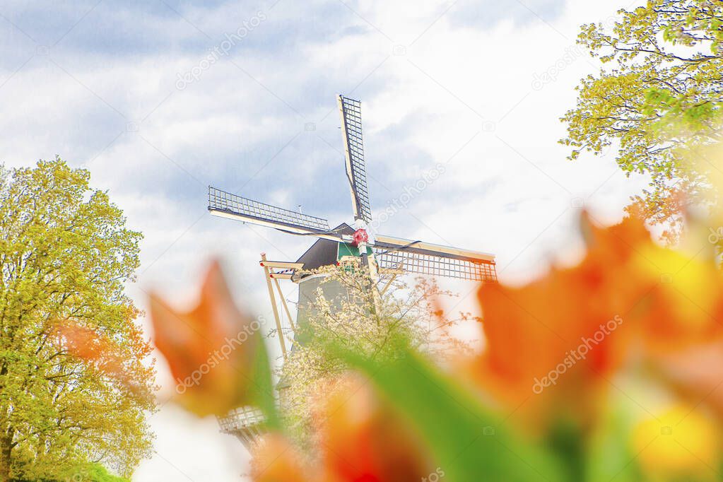 Traditional windmills and tulips in Keukenhof , the Netherlands