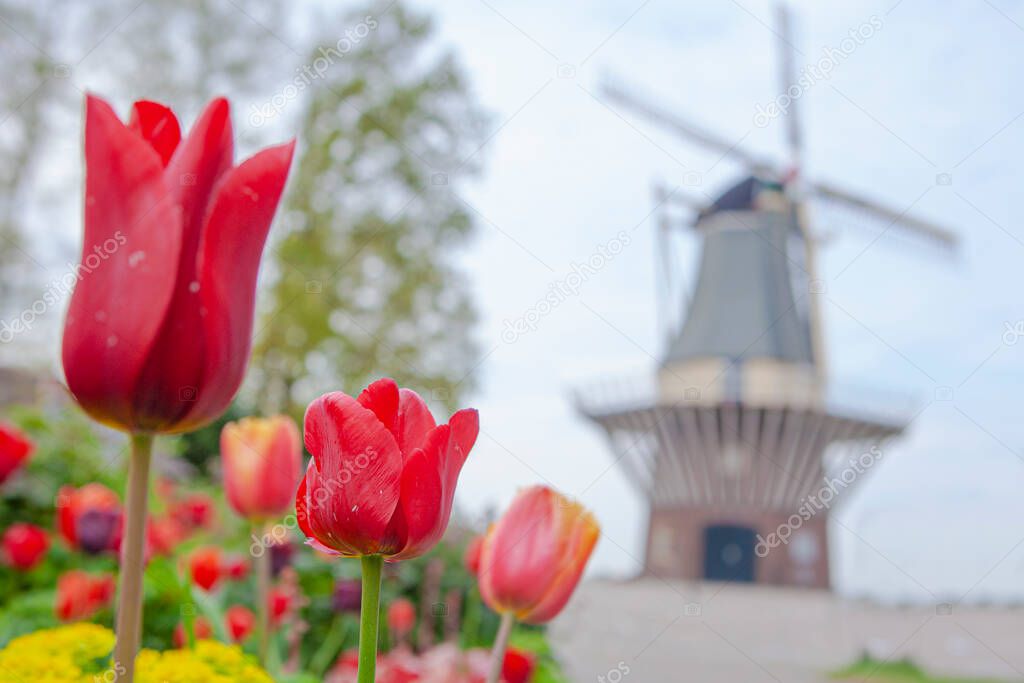 Traditional windmills and tulips in Keukenhof , the Netherlands