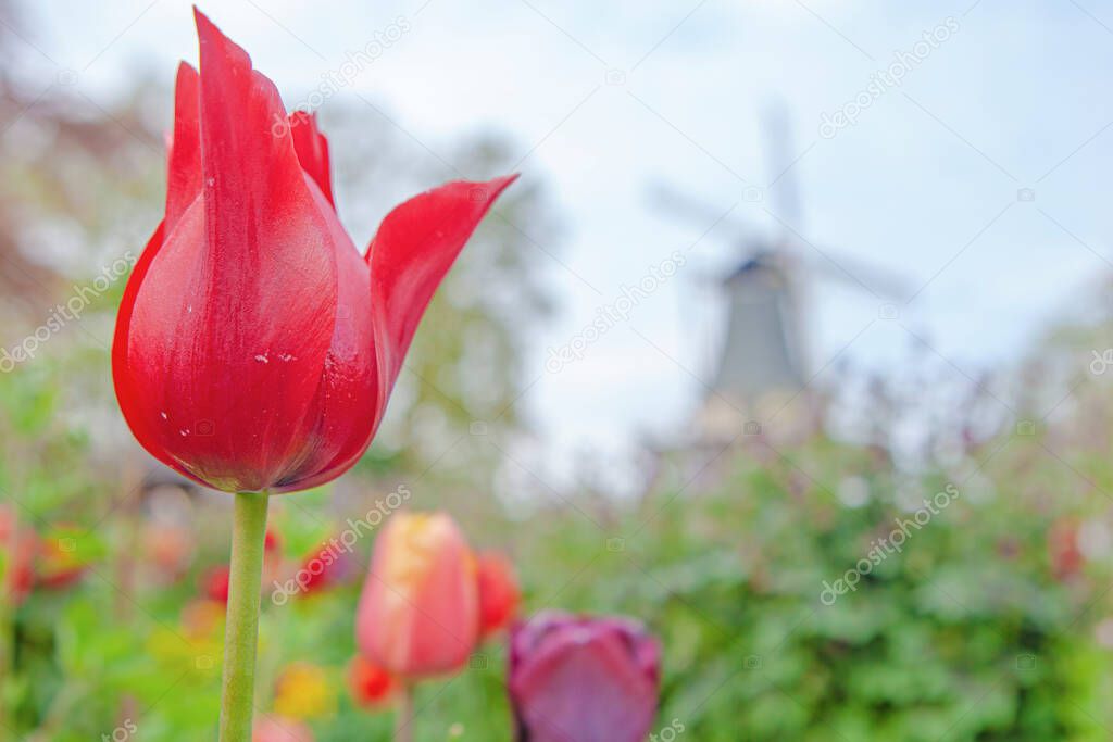 Traditional windmills and tulips in Keukenhof , the Netherlands