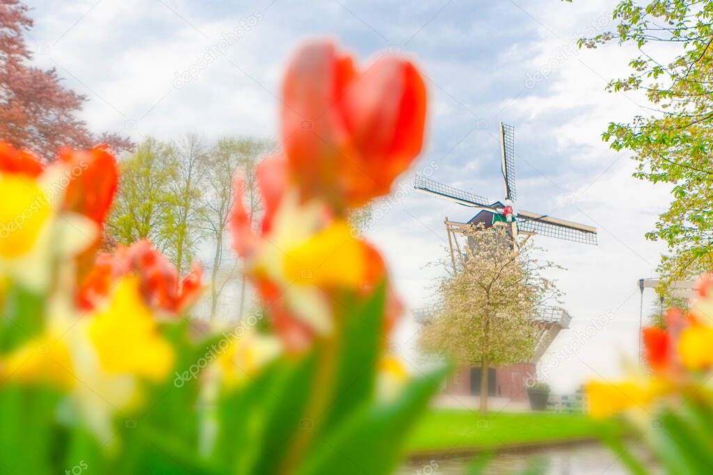 Traditional windmills and tulips in Keukenhof , the Netherlands