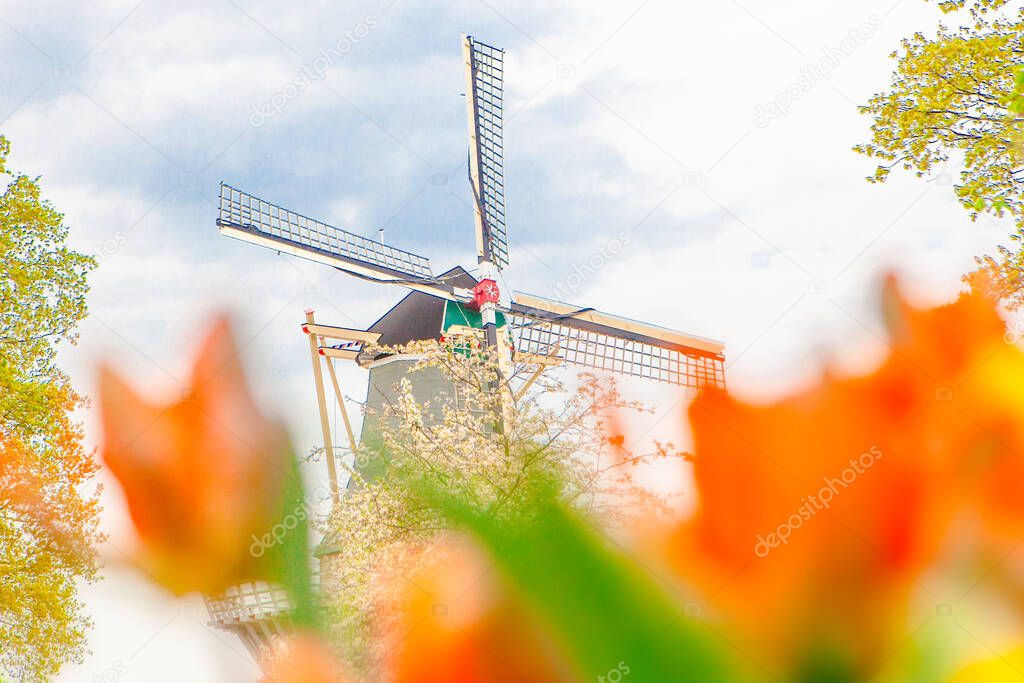 Traditional windmills and tulips in Keukenhof , the Netherlands