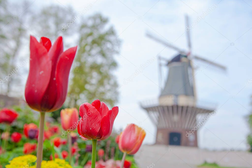 Traditional windmills and tulips in Keukenhof , the Netherlands