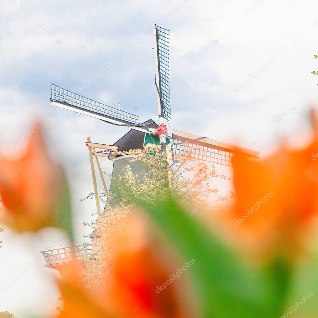 Traditional windmills and tulips in Keukenhof , the Netherlands