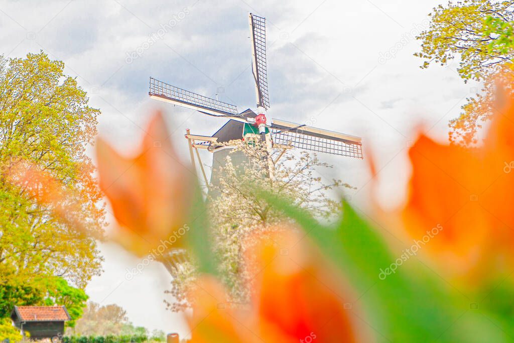 Traditional windmills and tulips in Keukenhof , the Netherlands