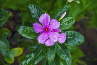  Hindistan 'da Pembe Savam Nari