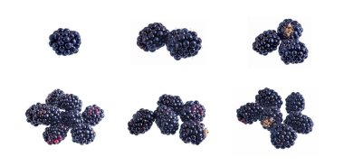 Taze böğürtlen seti beyaz üzerine izole