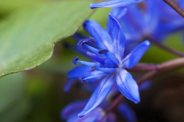 Scilla bifolia, Alp mavisi çiçek ilkbaharın başında, makro fotoğraf.