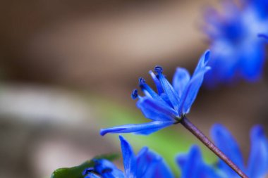 Scilla bifolia, Alp mavisi çiçek ilkbaharın başında, makro fotoğraf.