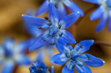Scilla bifolia, Alp mavisi çiçek ilkbaharın başında, makro fotoğraf.