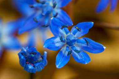 Scilla bifolia, Alp mavisi çiçek ilkbaharın başında, makro fotoğraf.