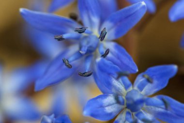 Scilla bifolia, Alp mavisi çiçek ilkbaharın başında, makro fotoğraf.