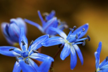 Scilla bifolia, Alp mavisi çiçek ilkbaharın başında, makro fotoğraf.