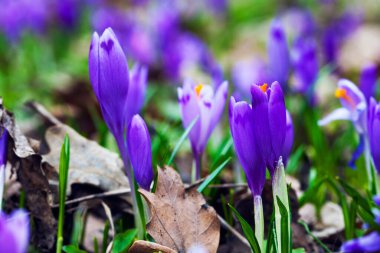 İlkbaharın başlarında mor çiçek