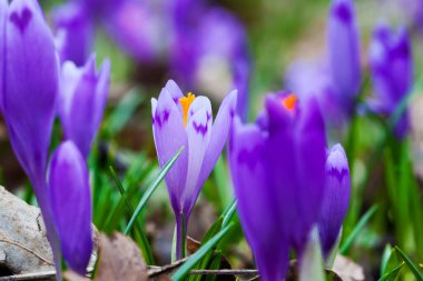 İlkbaharın başlarında mor çiçek