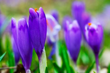 İlkbaharın başlarında mor çiçek